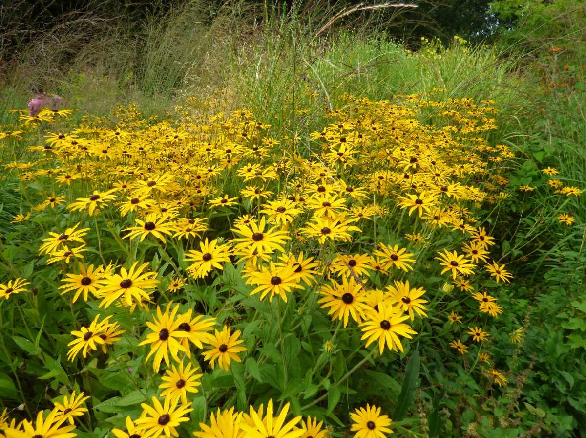 Birmingham Botanical Gardens (September 2019)